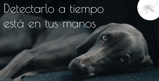 Campaña de prevención de leishmaniosis